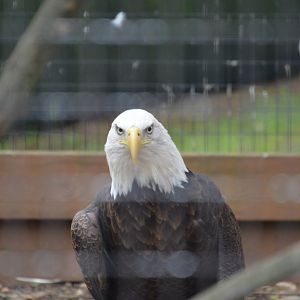 Birds of Prey - Bald Eagle (Haliaeetus leucocephalus)