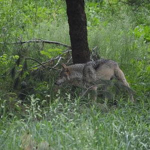 Mexican Wolf (Canis lupus baileyi)