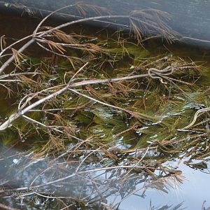 Wild Garter Snakes in the moat