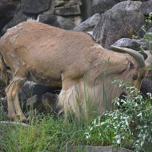 Aoudad (Ammotragus lervia)