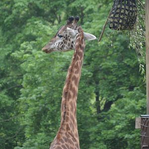Maasai Giraffe (Giraffa tippelskirchi tippelskirchi)
