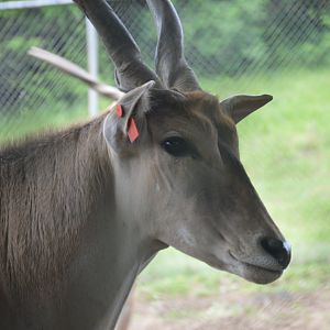 Common Eland (Tragelaphus oryx)