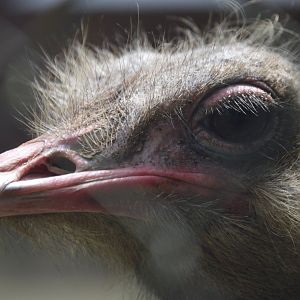 Common Ostrich (Struthio camelus)