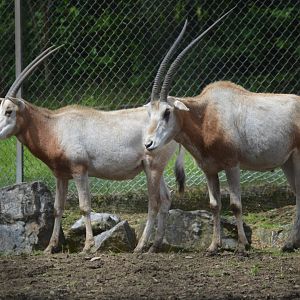 Scimitar-horned Oryx (Oryx dammah)