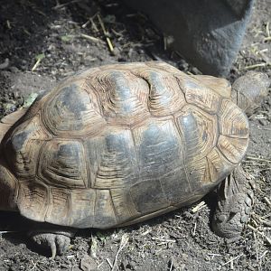 Habitat Madagascar - Leopard Tortoise (Stigmochelys pardalis)