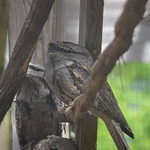 Lorikeet Landing - Tawny Frogmouth (Podargus strigoides)
