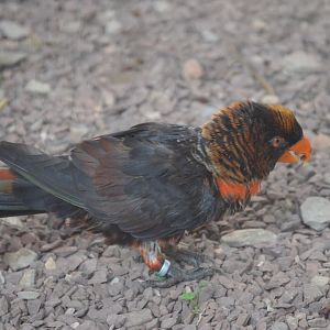 Lorikeet Landing - Dusky Lory (Pseudeos fuscata)