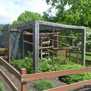 Ringtail (Bassariscus astutus) Exhibit