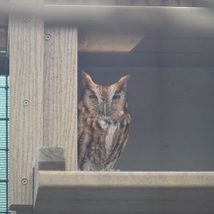 Eastern Screech-Owl (Megascops asio)