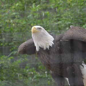 Bald Eagle (Haliaeetus leucocephalus)
