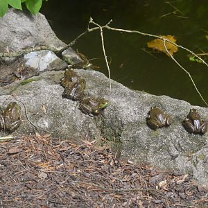 Wild American Bullfrogs