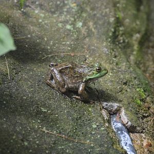Wild American Bullfrog