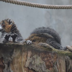 Habitat Madagascar - Mongoose Lemur (Eulemur mongoz)
