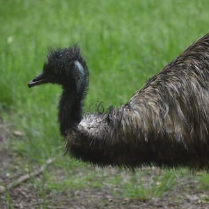 Emu (Dromaius novaehollandiae)