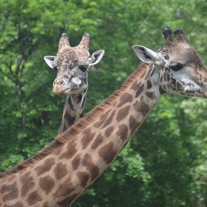 Maasai Giraffe (Giraffa tippelskirchi tippelskirchi)