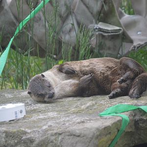 North American River Otter (Lontra canadensis)