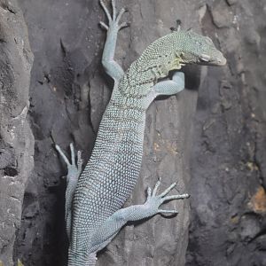 RAD Center - Emerald Tree Monitor (Varanus prasinus)