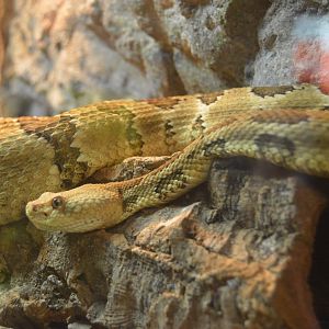 RAD Center - Timber Rattlesnake (Crotalus horridus)