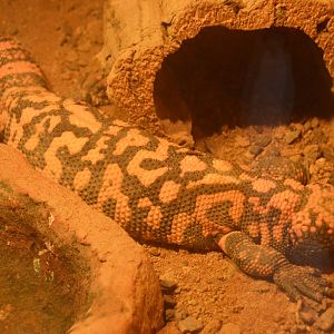 RAD Center - Gila Monster (Heloderma suspectum)