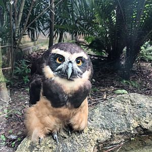 Spectacled Owl