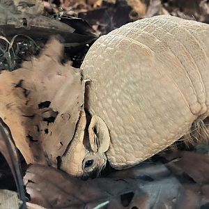 Southern Three-Banded Armadillo