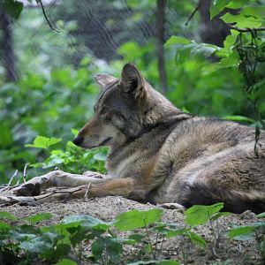 Red Wolf (Canis rufus)