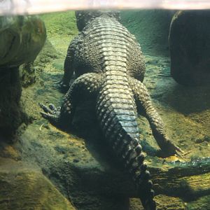 Dwarf Crocodile (Osteolaemus tetraspis)