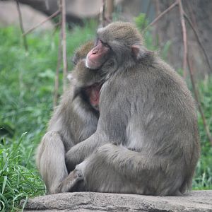 Snow monkeys hugging it out