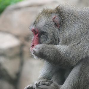 Japanese Macaque (Macaca fuscata)