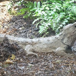 New Tuatura enclosure