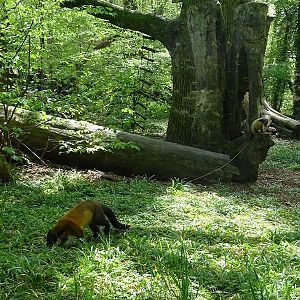 Yellow-throated marten enclosure