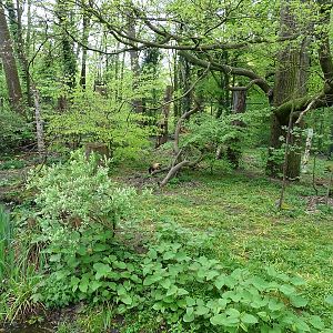Yellow-throated marten enclosure