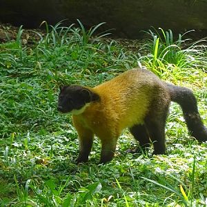 Northern yellow-throated marten (Martes flavigula aterrima)