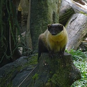 Northern yellow-throated marten (Martes flavigula aterrima)