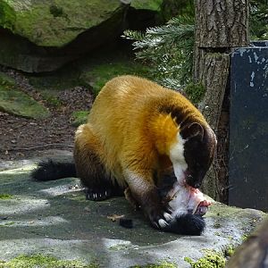 Northern yellow-throated marten (Martes flavigula aterrima)