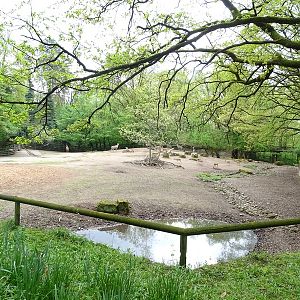Nilgai + blackbuck enclosure