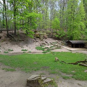 Barbary sheep enclosure