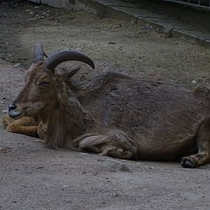 Barbary sheep (Ammotragus lervia)