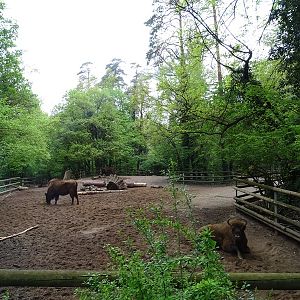 Wisent enclosure