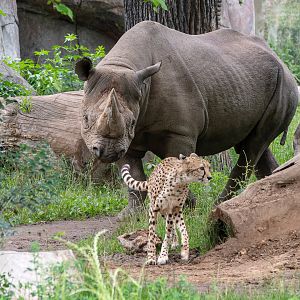 Eastern black rhino & South African cheetah