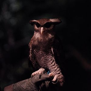 Barred Eagle Owl (Ketupa sumatrana)