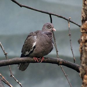 Bare-Eyed Pigeon (Patagioenas corensis)