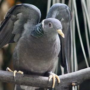 Southern Band-Tailed Pigeon (Patagioenas albilinea)