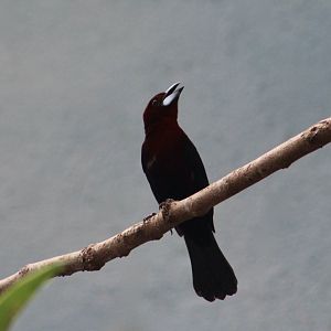 Silver-Beaked Tanager (Ramphocelus carbo)