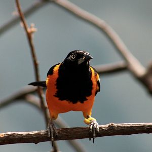 Venezuelan Troupial (Icterus icterus)
