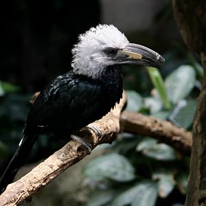 White-Crowned Hornbill (Horizocerus albocristatus)