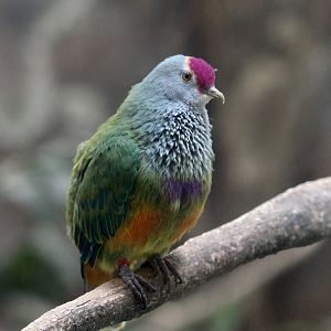Mariana Fruit Dove (Ptilinopus roseicapilla)