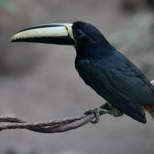 Black-Necked Aracari (Pteroglossus aracari atricollis)
