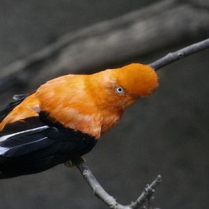 Andean Cock-of-the Rock (Rupicola peruvianus) male