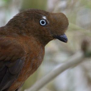 Andean Cock-of-the Rock (Rupicola peruvianus) female